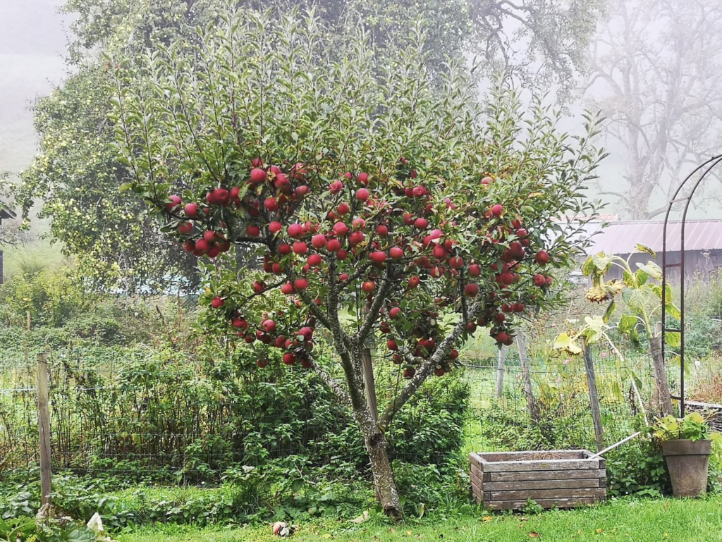 Arbre fruitier dans le jardin