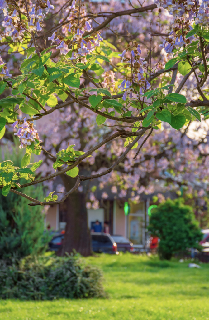 Arbre dans le jardin