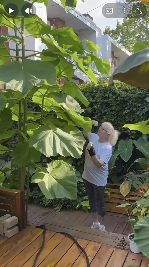 Femme sous un grand arbre dans le jardin