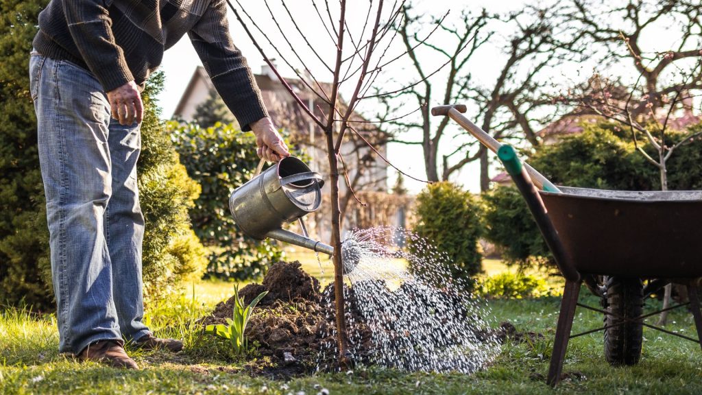 Une personne qui plante un arbre au jardin