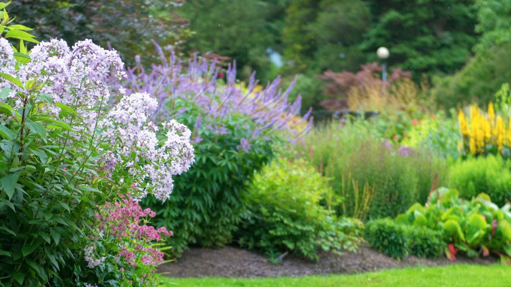Fleurs blanches et mauves dans le jardin