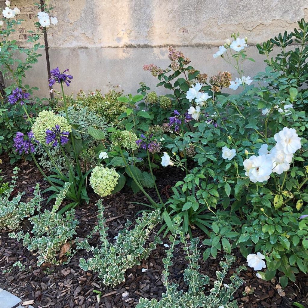 Jardin avec fleurs blanches et violettes