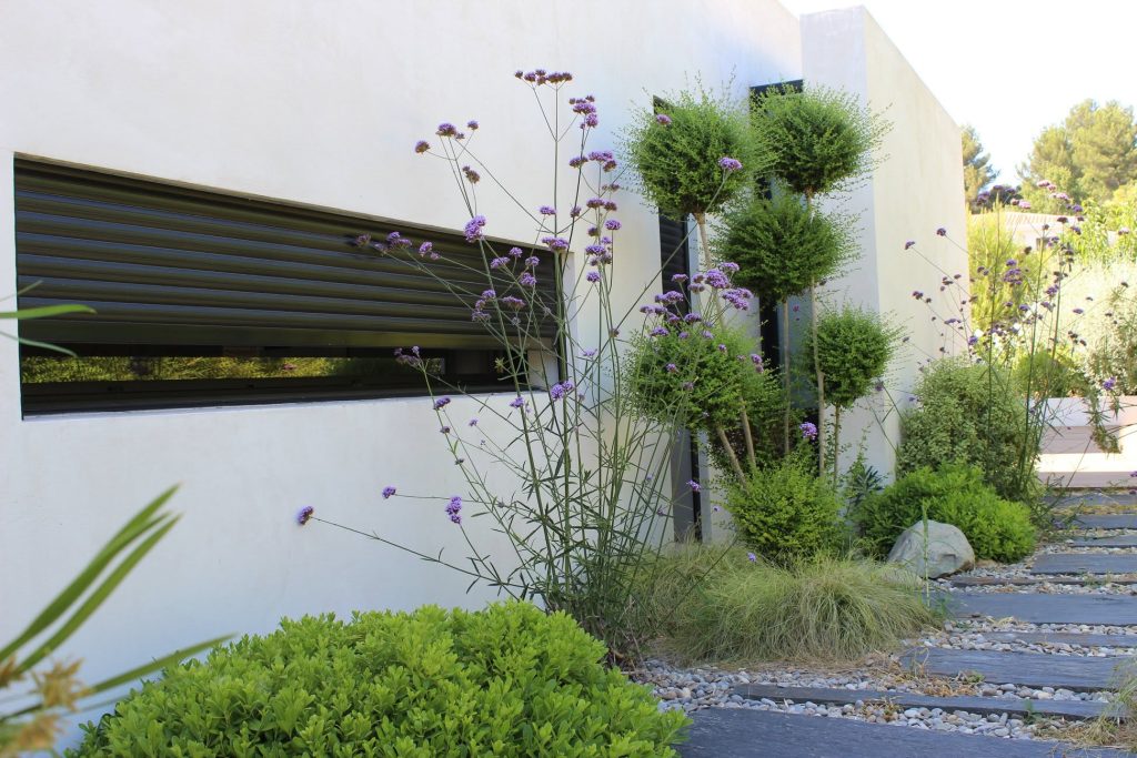 Jardin avec lavande et topiaires