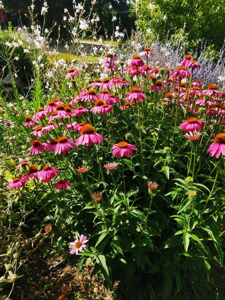 Jardin fleurs roses verdoyants