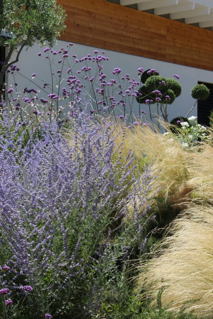 Jardin fleurs avec des lavandes graminées