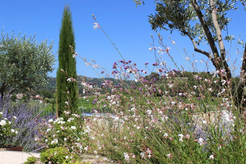 Jardin fleurs cyprès oliviers sauvage
