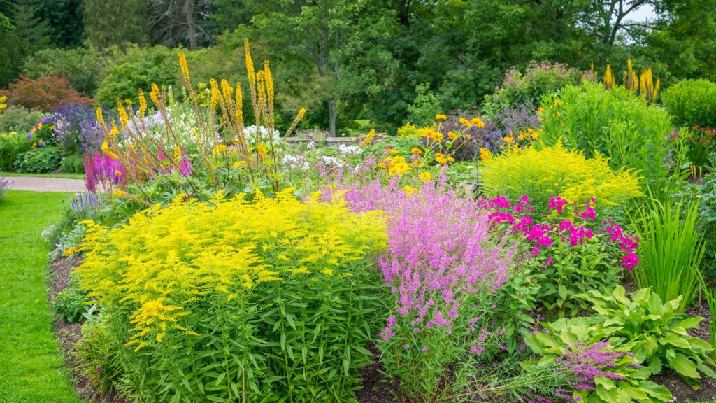 Fleurs jaunes et roses dans le jardin