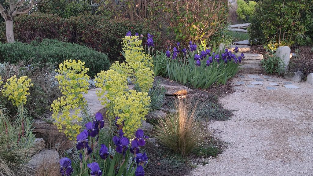 Chemin d'iris colorés dans le jardin