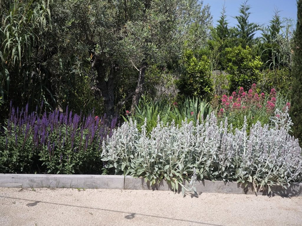 Fleurs argentées qui bordent l'allée