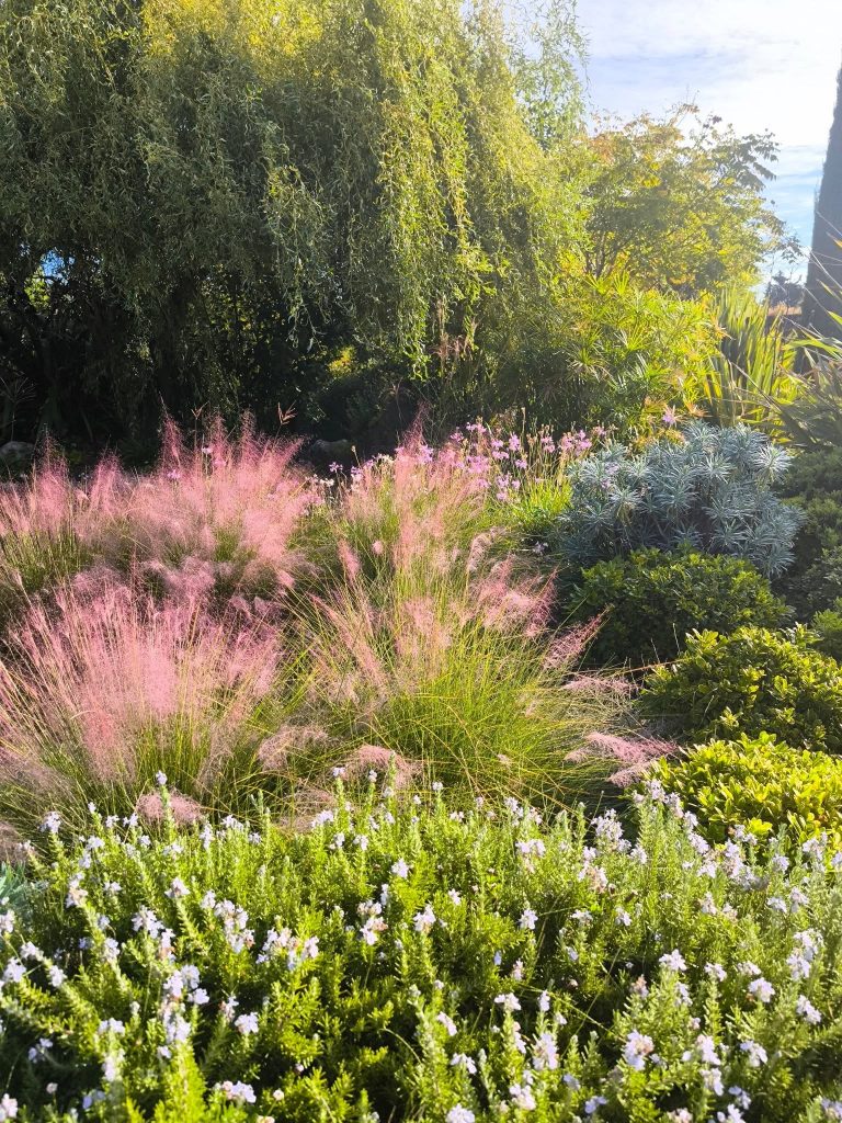 Jardin avec des graminées roses