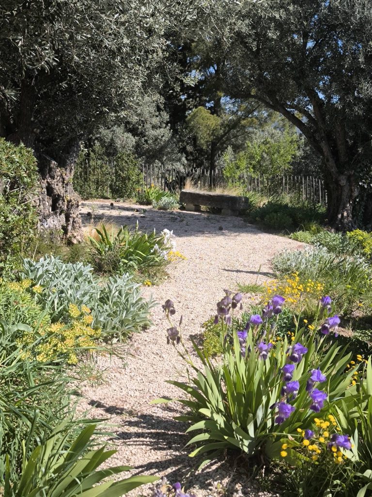 Jardin fleurs avec des oliviers