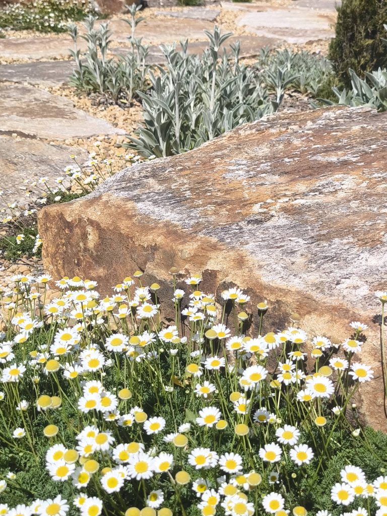 Des marguerites qui bordent la pierre dans le jardin