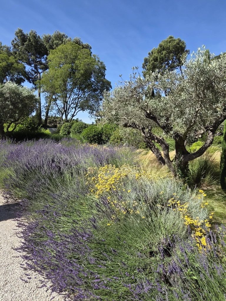 Jardin fleurs lavandes oliviers chemin