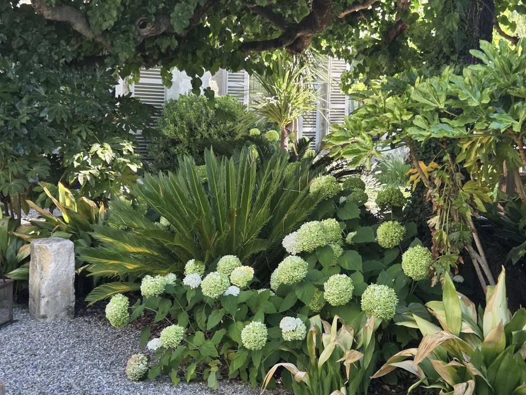 Jardin avec plusieurs fleurs