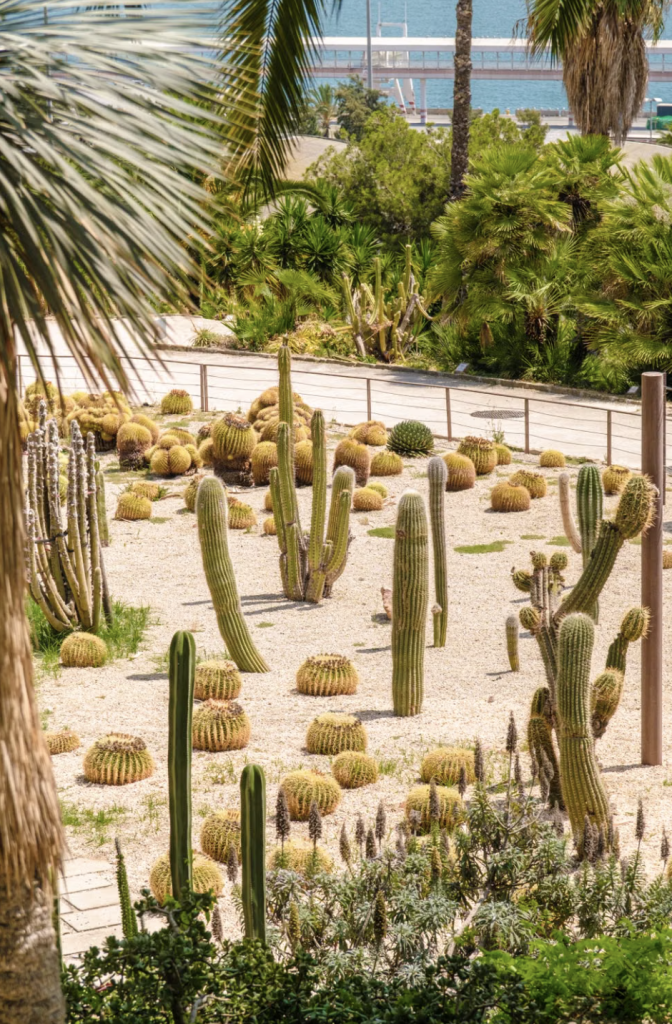Cactus dans un Jardin désertique