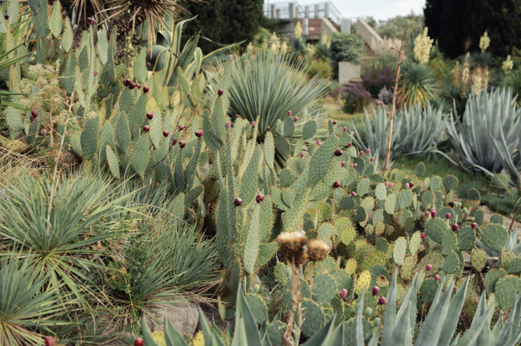 Cactus dans un Jardin désertique