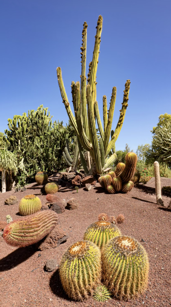 Cactus dans un Jardin désertique