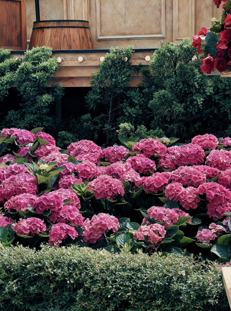 Jardin fleurs hortensias roses buissons