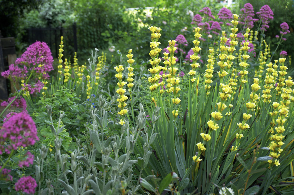 Jardin avec des fleurs hautes jaunes