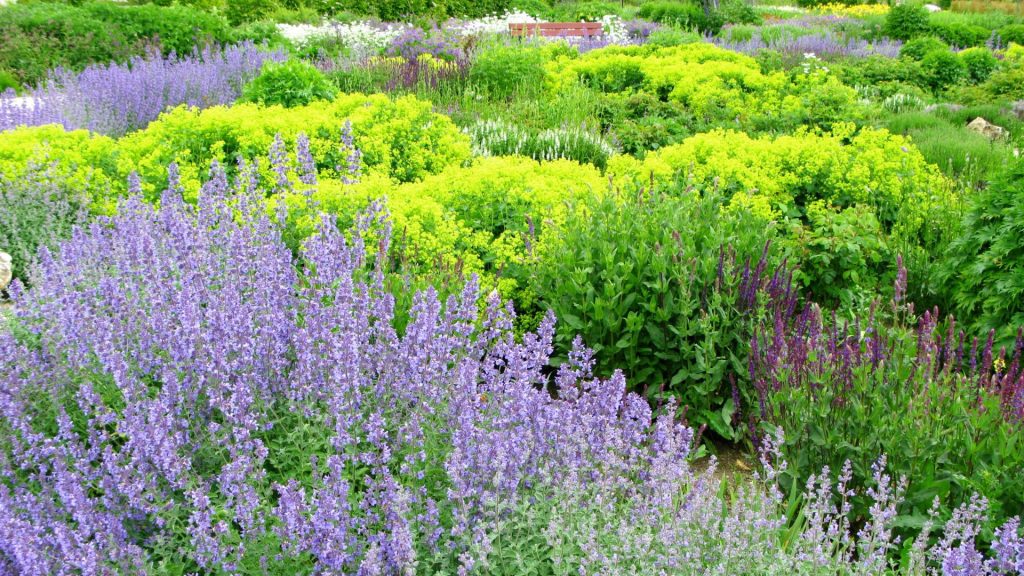 Jardin avec des fleurs violettes et des buissons verts