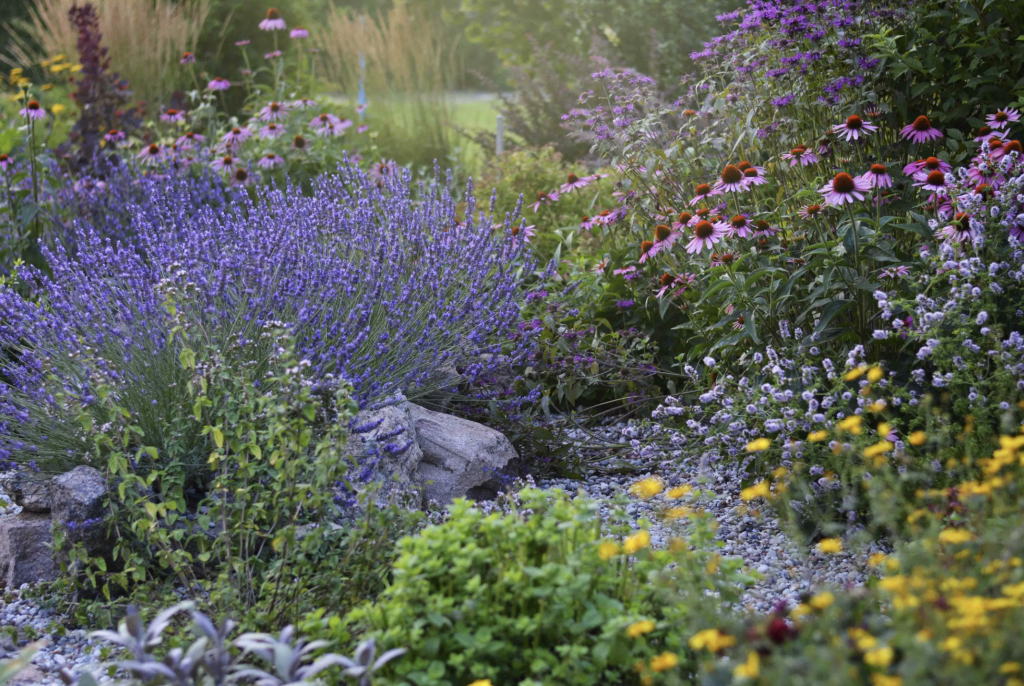 Jardin où fleurs violettes et roses s'harmonisent
