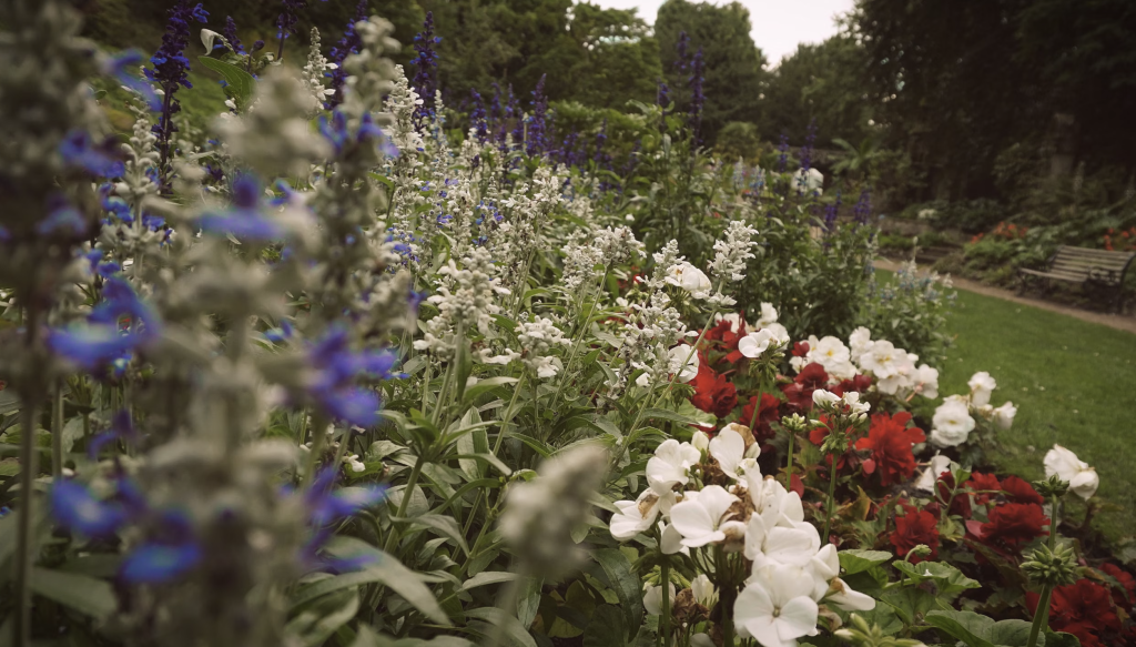 Jardin plein de fleurs