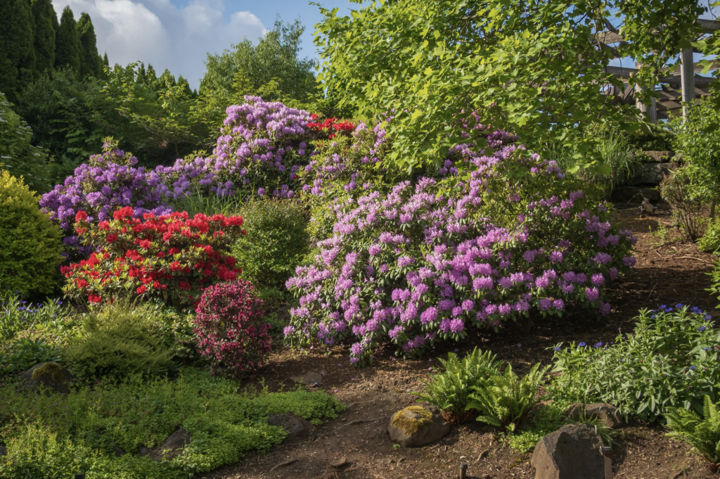 Jardin fleurs luxuriants
