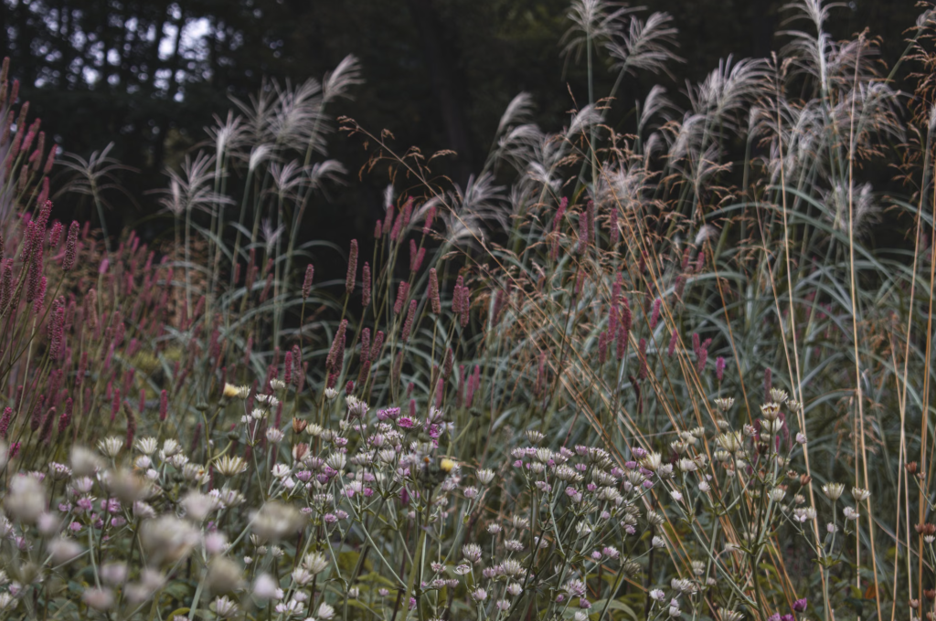 Jardin avec des herbes plumeuses et des fleurs sauvages