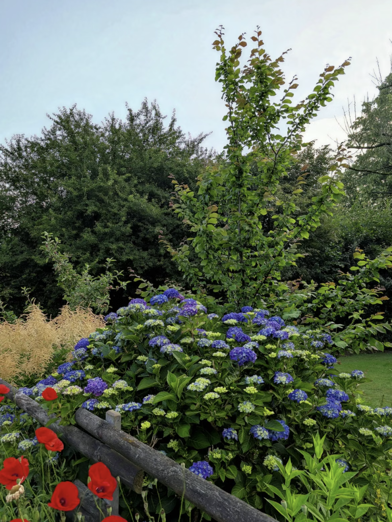Jardin fleurs bleues hydrangeas luxuriants