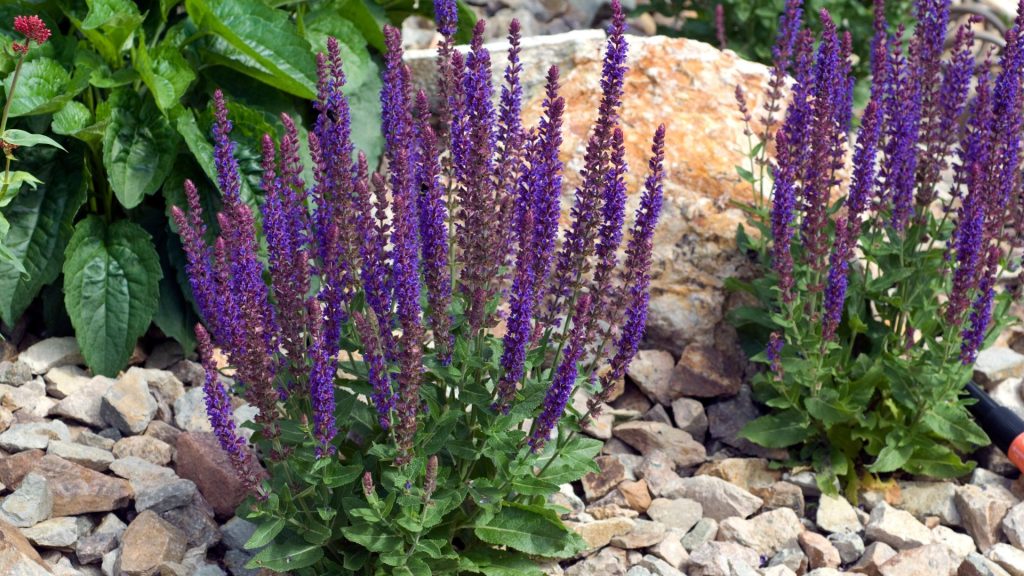 Des lavandes dans le jardin