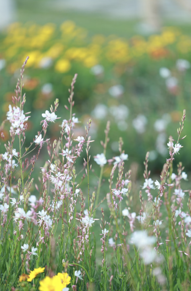 Jardin avec fleurs sauvages blanches et jaunes