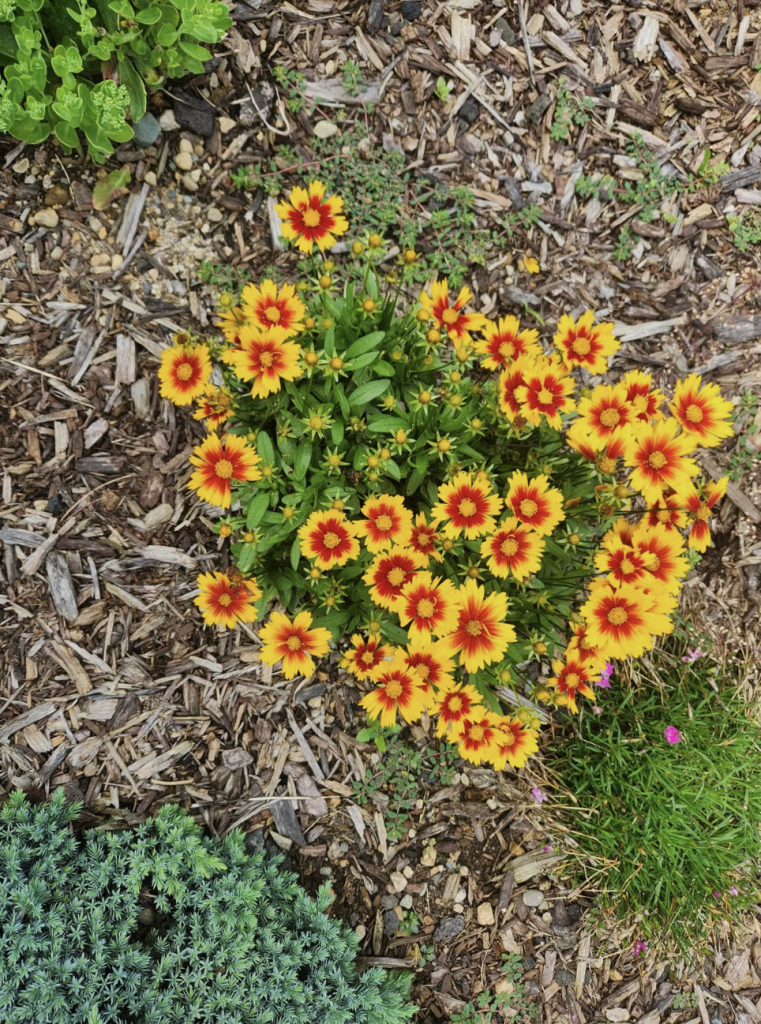 Feurs orange rondes dans le jardin