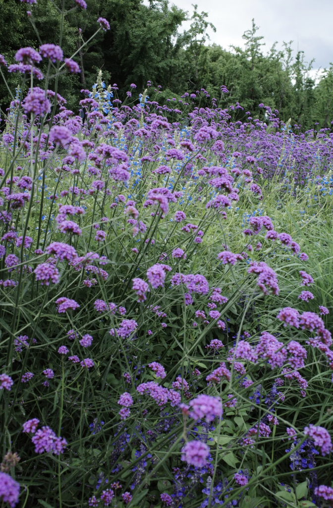 Jardin rempli de fleurs violettes