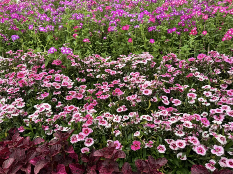 Fleurs roses qui forment un tapis