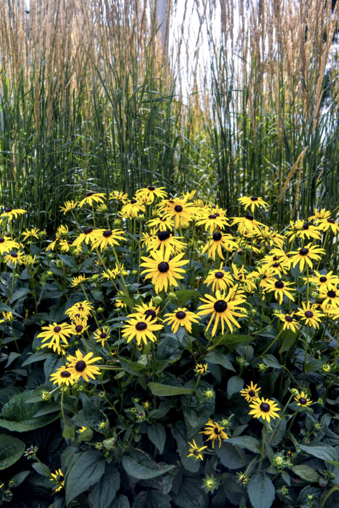 Jardin avec des fleurs jaunes et les graminées