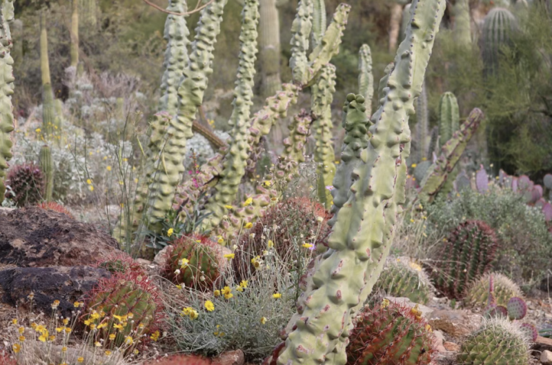 Jardin de cactus dans un paysage désertique