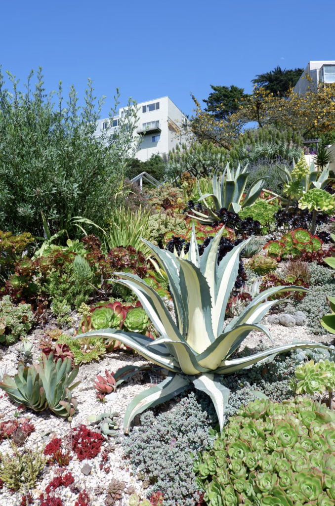 Cactus dans un Jardin désertique