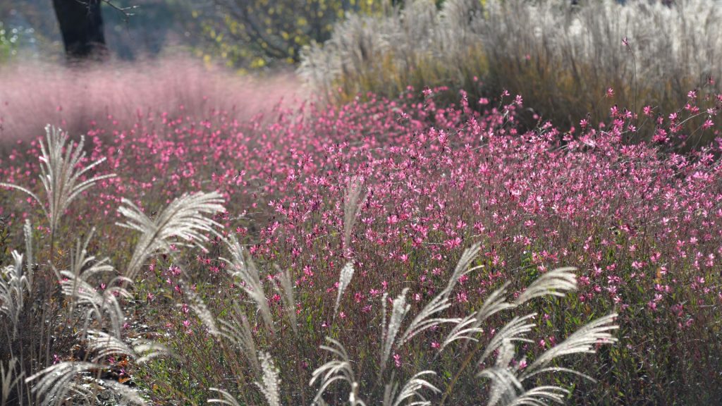 Jardin avec des fleurs graminées
