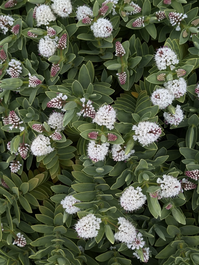 Plante à petites fleurs blanches