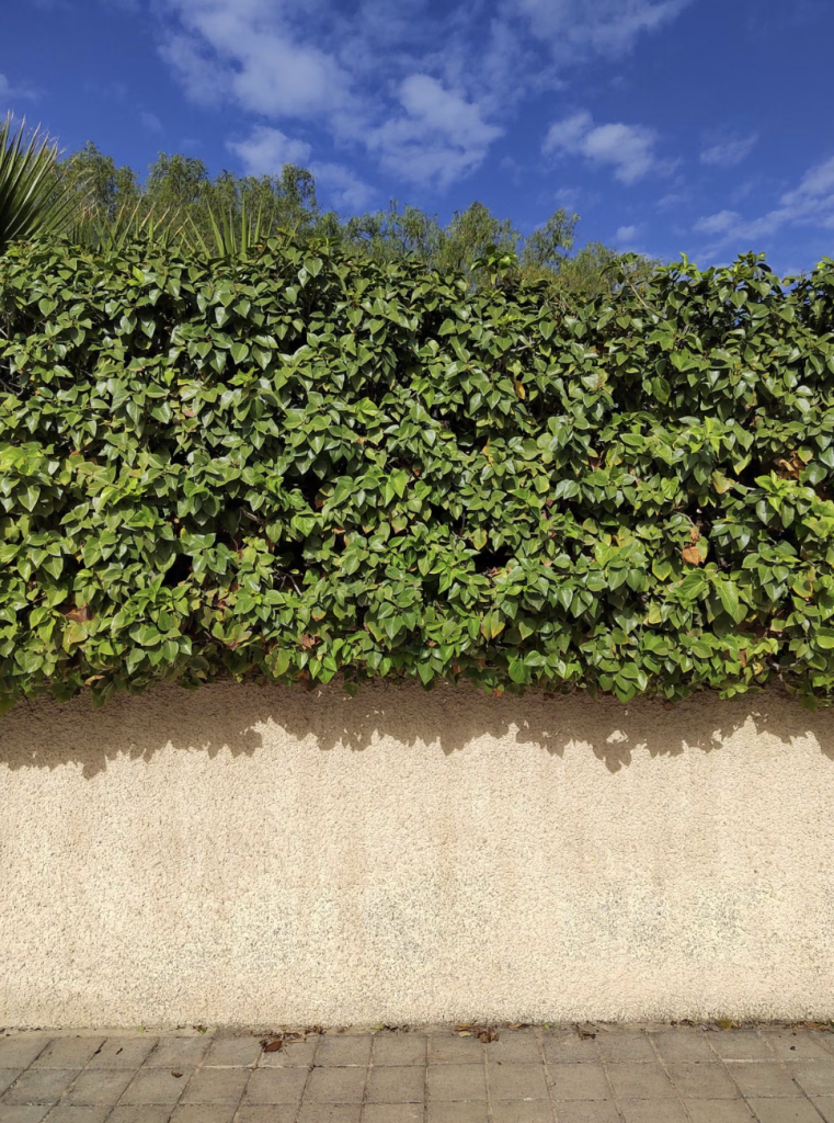 Haie verte sur mur beige