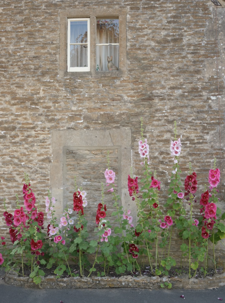 Fleurs roses près d'un mur de pierre