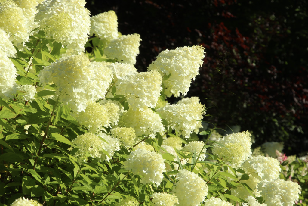 Hortensias blancs qui s'épanouissent au soleil