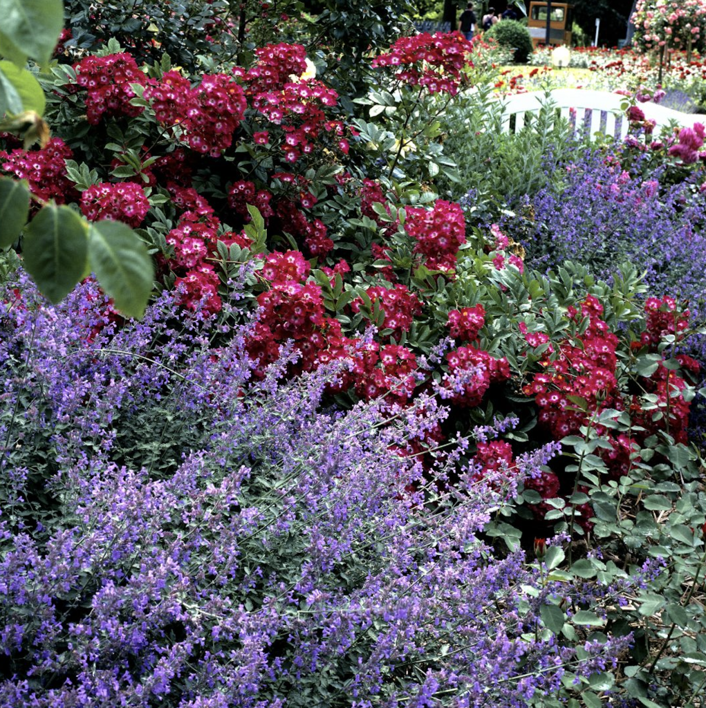 Jardin avec des fleurs rouges et violettes