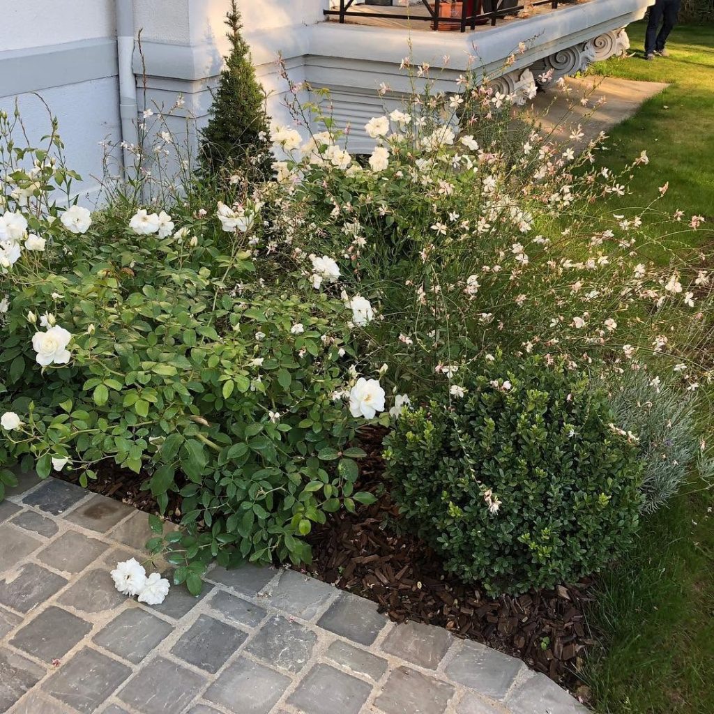 Fleurs blanches qui illuminent le jardin